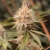 P85 Bx cannabis seeds