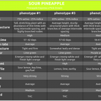 Sour Pineapple phenotype chart