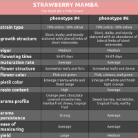 Strawberry Mamba phenotype chart