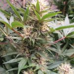 Wildberry cannabis seeds