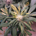 Purple Persuasion variegated cannabis leaves