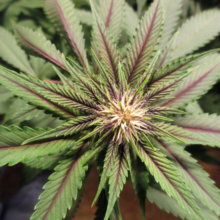 Purple veins on cannabis leaves
