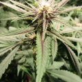 Purple Persuasion cannabis plant