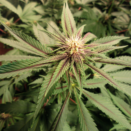 Purple striped marijuana leaves