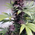 Purple Persuasion #4 plant