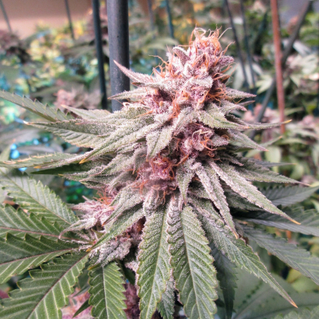Pink Purple Persuasion cannabis strain