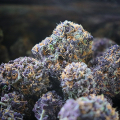 Purple Persuasion marijuana seeds