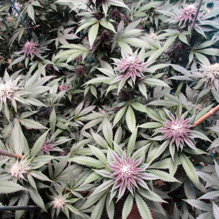 Purple Persuasion purple cannabis plant