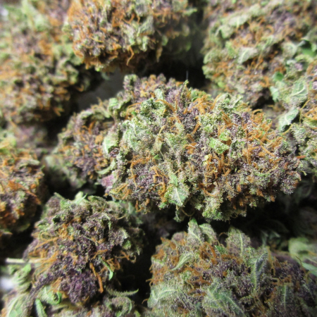 Purple Persuasion marijuana seeds
