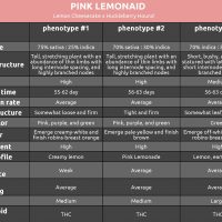 Pink LemonAid phenotype chart