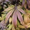 Comfort Zone CBD THC cannabis strain