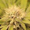 Comfort Zone low CBD cannabis seeds