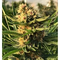 Golden Soda marijuana seeds | Annunaki Genetics