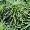 P85 Bx cannabis plant outdoor