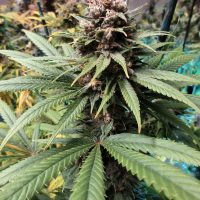 Sour Cyclone marijuana seeds CBD | Annunaki Genetics
