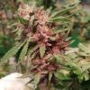 Red cannabis buds- Show & Tell