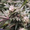 Sunlounger marijuana plant