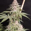 Strawberry Mamba cannabis seeds