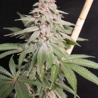 Strawberry Mamba #4 cannabis strain
