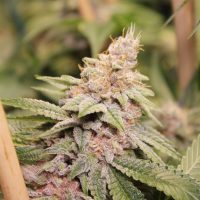 Show & Tell pink cannabis strain