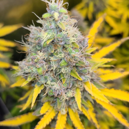 Prism cannabis plant