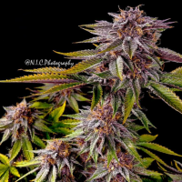Purple Persuasion cannabis plant