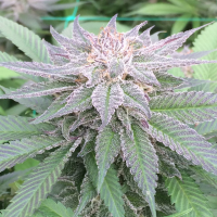 Purple Pleaides cannabis strain
