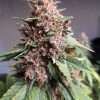 Purple Pineapple Express cannabis plant