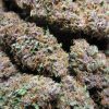 Purple Pineapple Express cannabis seeds