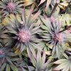 Purple Pineapple Express leaf fade