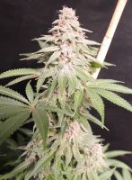 strawberry mamba cannabis plant