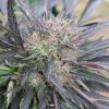 P85 Bx marijuana seeds