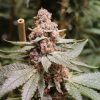 Show & Tell cannabis strain