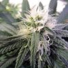 Sour Cyclone marijuana seeds