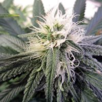 Sour Cyclone marijuana seeds