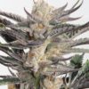 good heavens marijuana strain bred by Annunaki Genetics