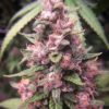 east coast sour soda cannabis seeds