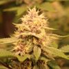 liter o' cola cannabis plant bred by annunaki genetics