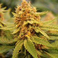 liter o cola marijuana seeds by Annunaki Genetics