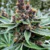 bewilderbeast cannabis strain