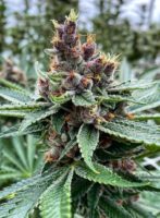 bewilderbeast cannabis strain