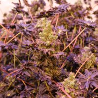 find rare unique marijuana seeds