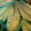 non-serrate cannabis leaf