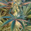 halo cannabis leaves