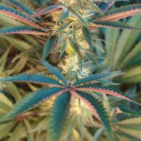halo cannabis leaves
