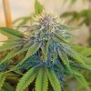 mmj seeds sweet and sultry fems