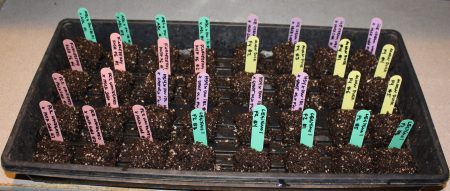 example of germination via soil cube method