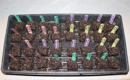 best way to germinate cannabis seeds soil cube method