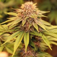 sweet & sultry fem seeds bred by annunaki genetics