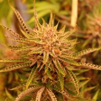scentuous cannabis seeds feminized